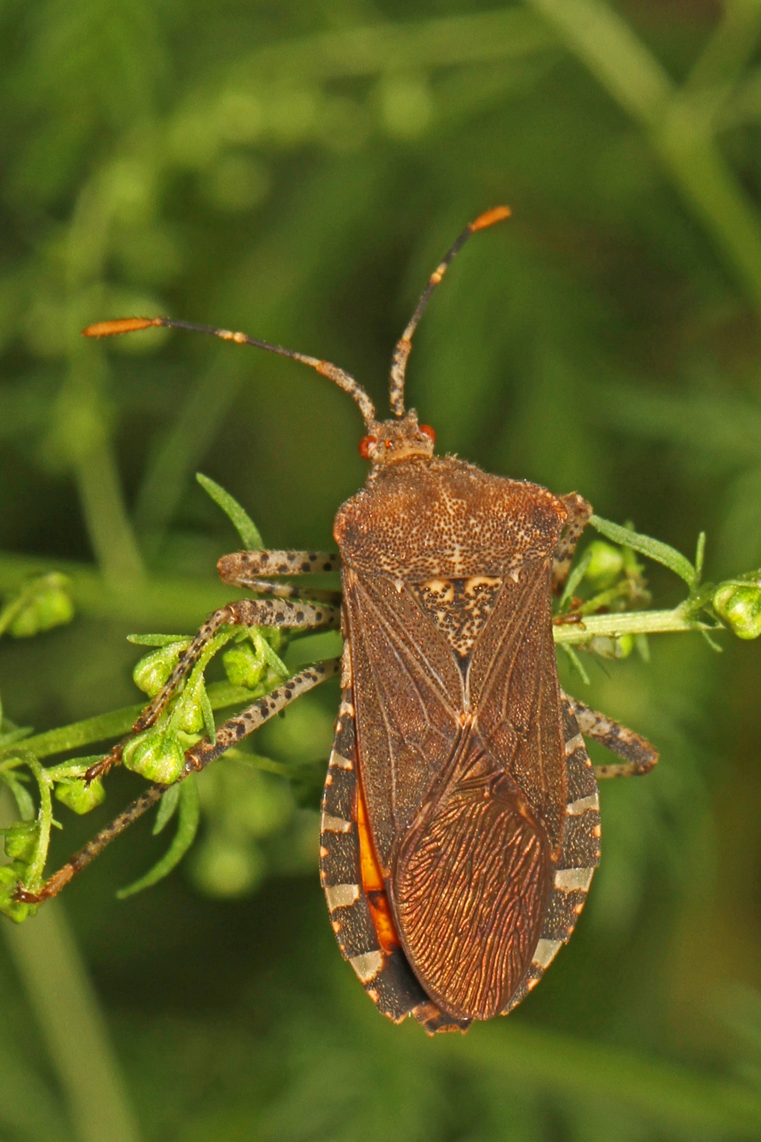 Squash Bug - Anasa repetita, Elkhorn Garden Plot, Columbia, Maryland