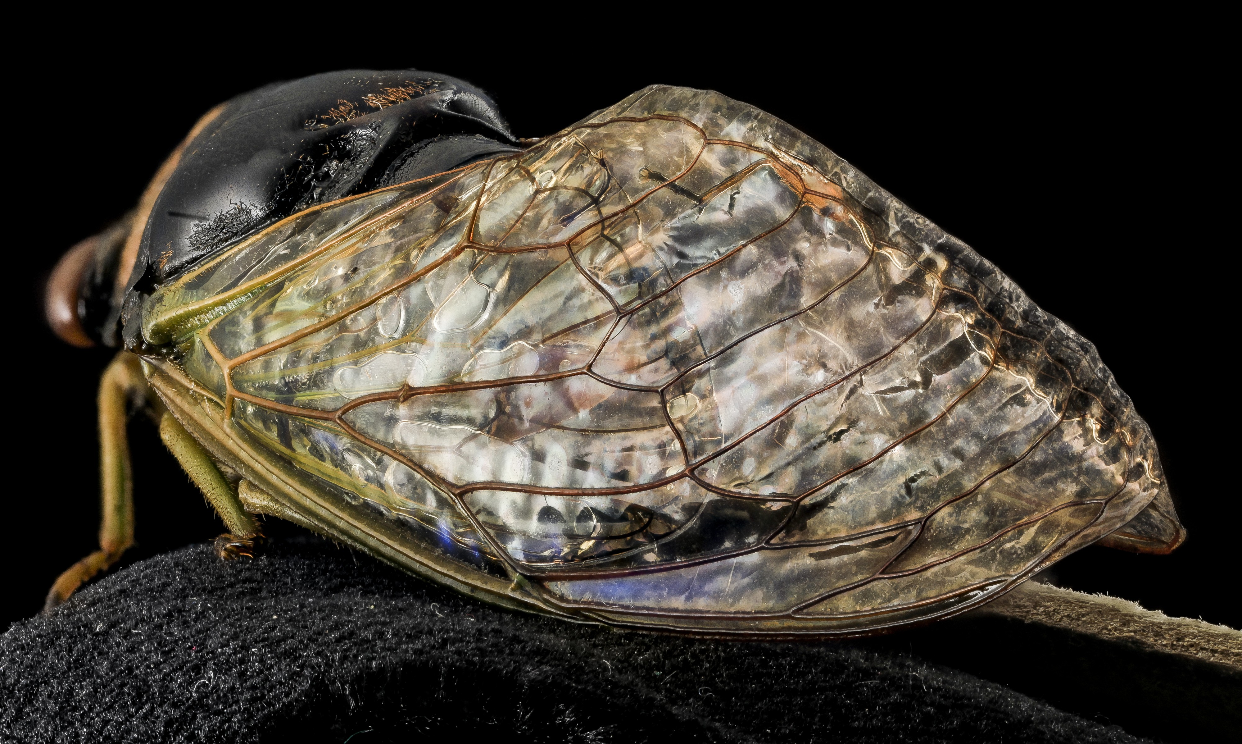 Stained Glass Cicada wings, U, wings 1, Bent Creek EF, NC 2014-01-17-16.16.33 ZS PMax (12017901955)