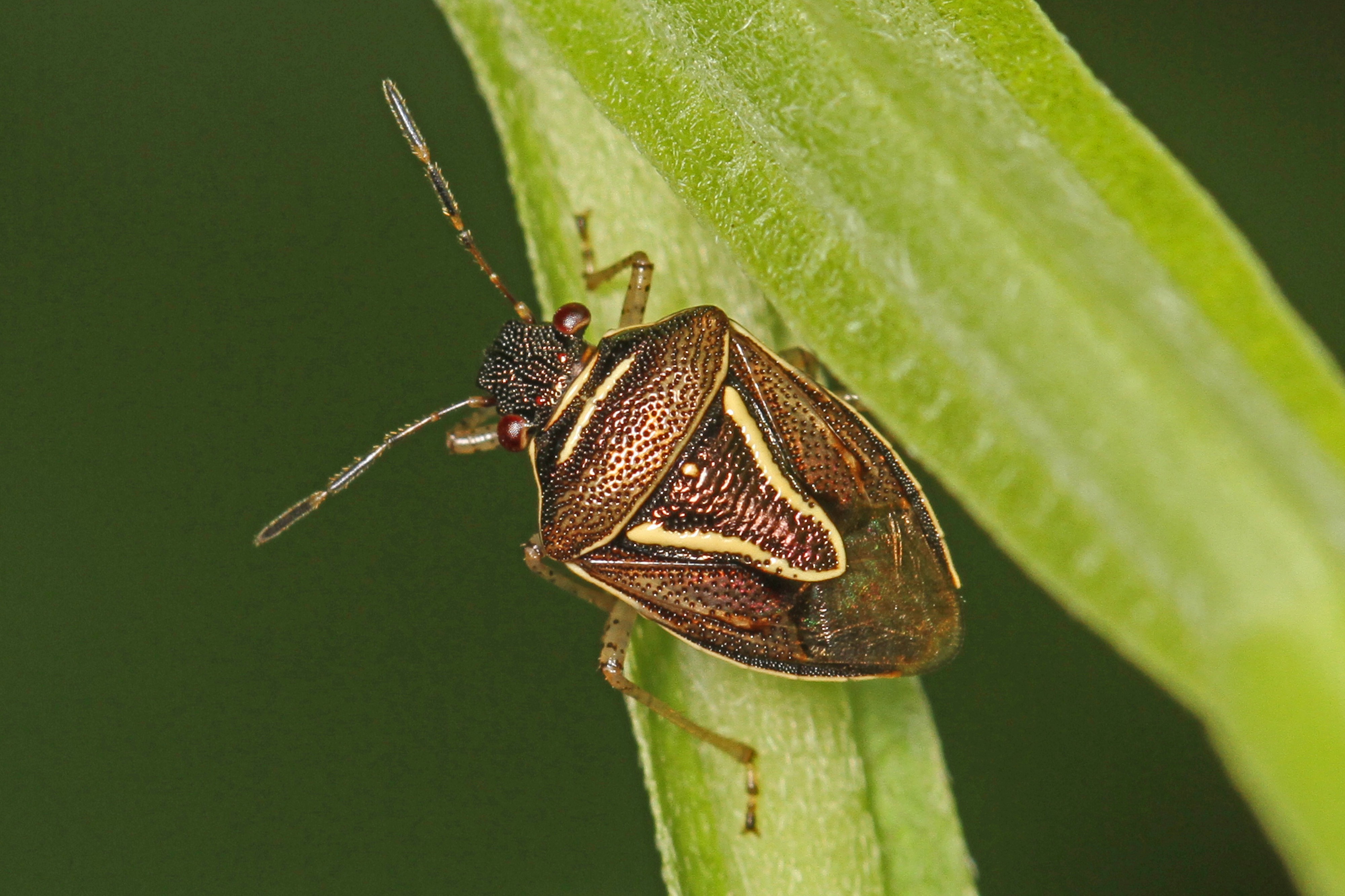 Stink Bug - Mormidea lugens, Chubb Sandhill Natural Area Preserve, Sussex County, Virginia