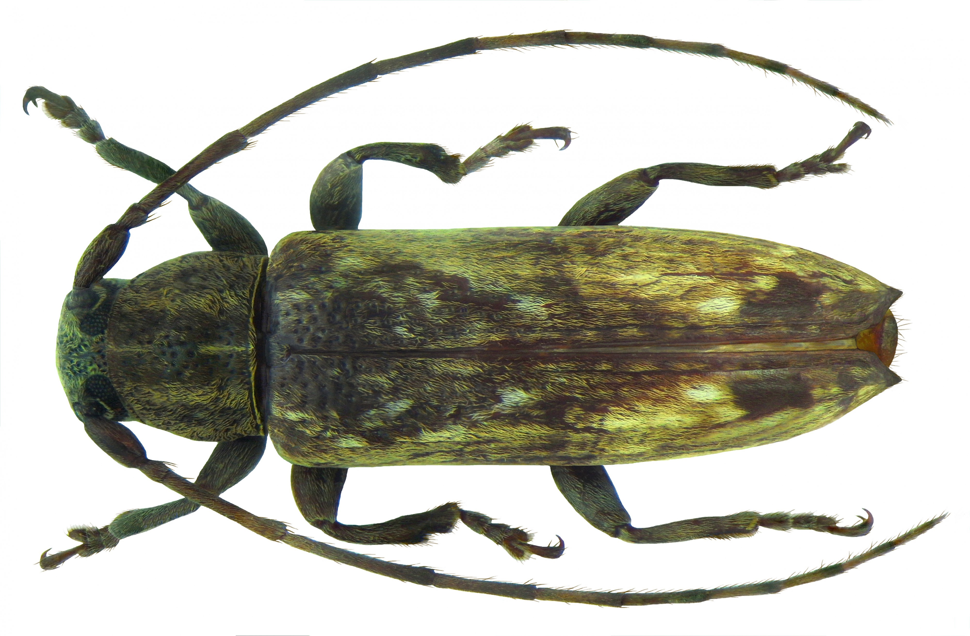 Sybra fuscoapicalis Breuning 1939 female (5537343634)