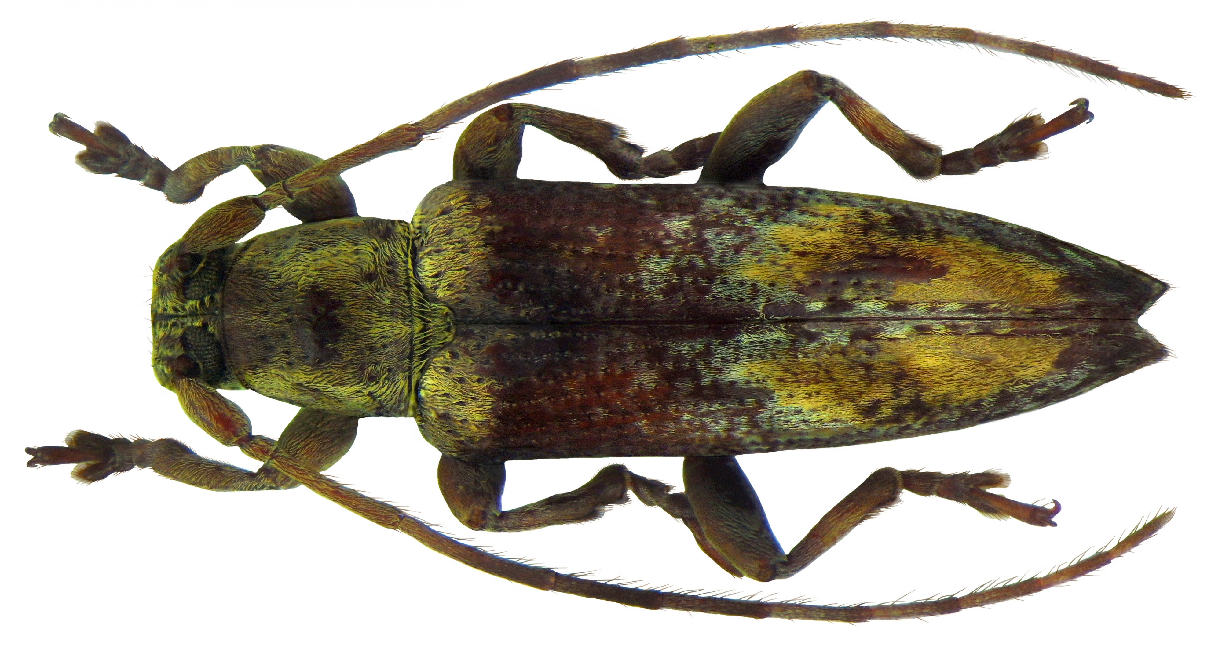 Sybra subconicollis Breuning, 1967 male (5786274354)