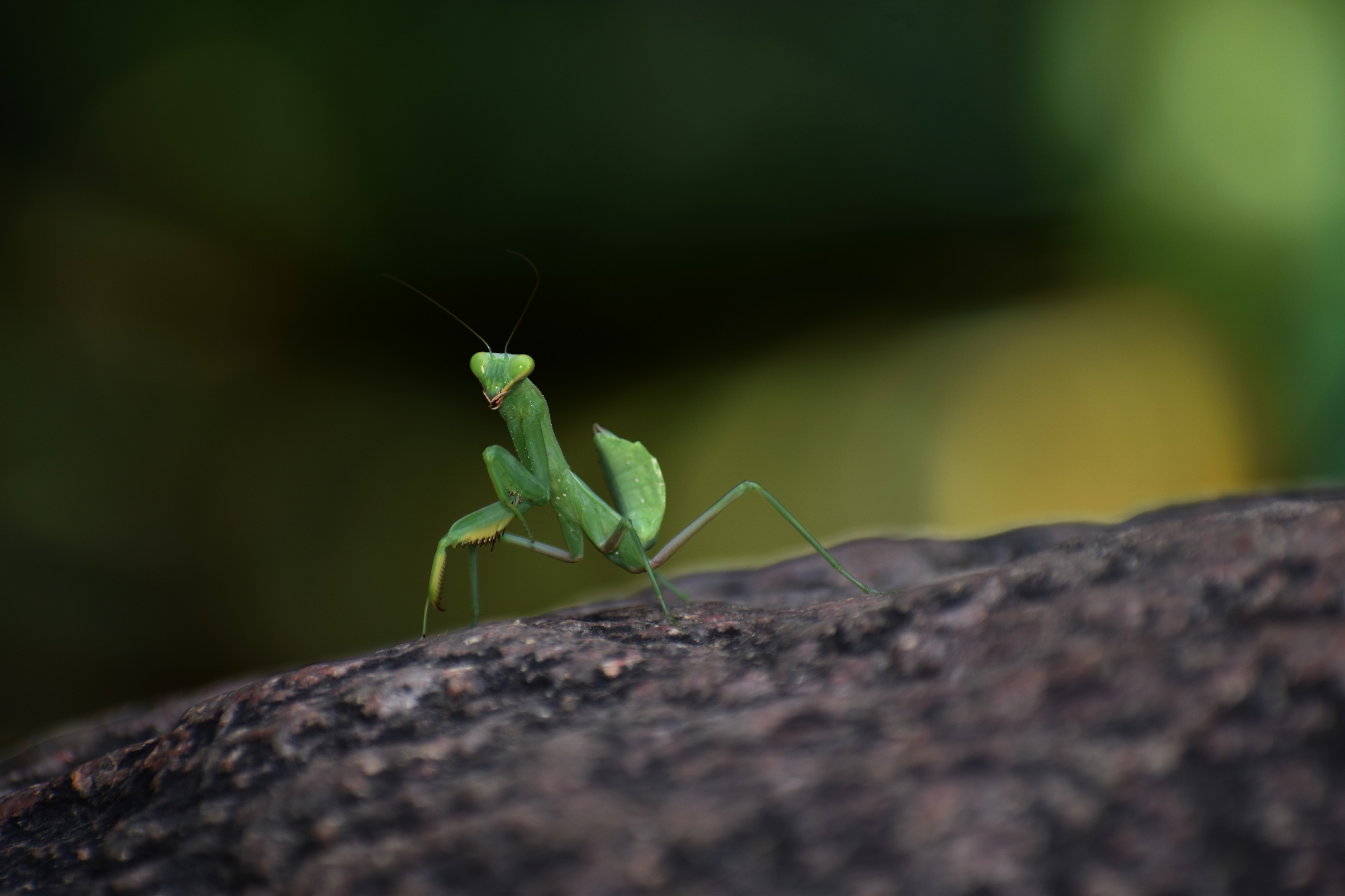 The Body Structure of Legend Praying Mantis 18