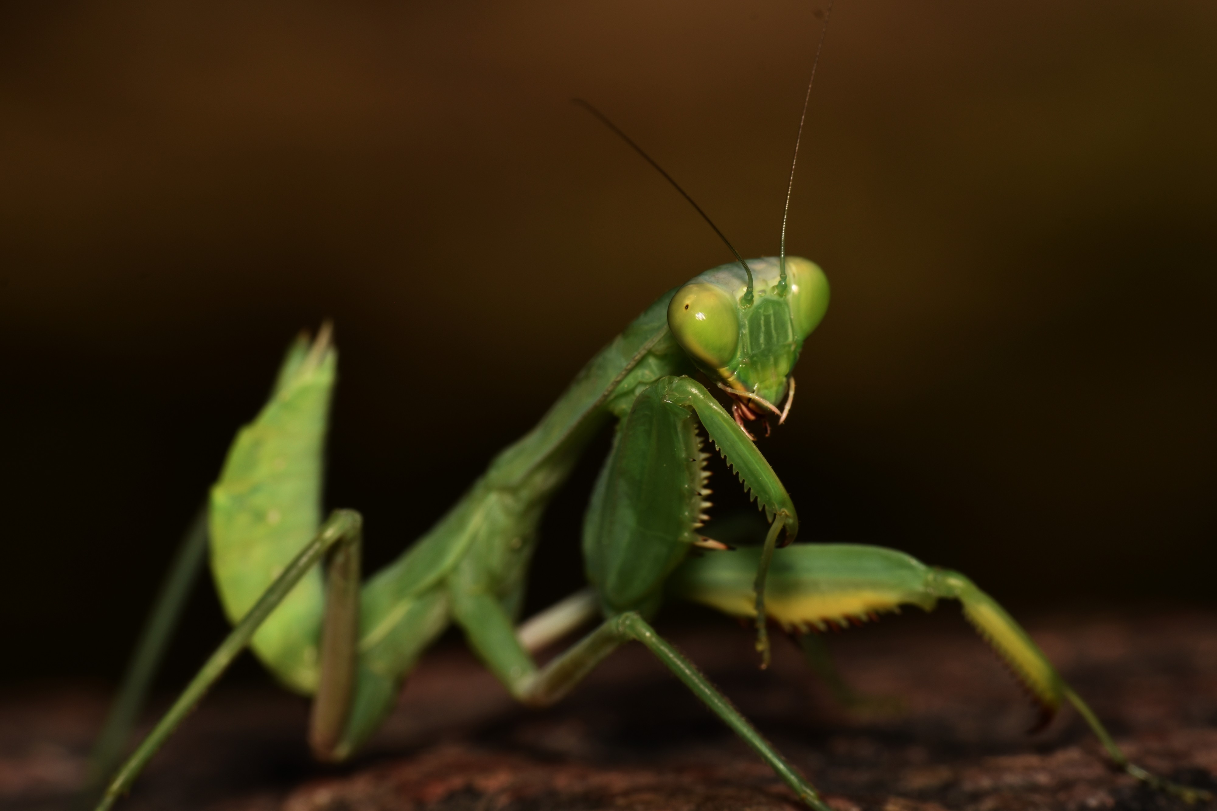 The Body Structure of Legend Praying Mantis 24
