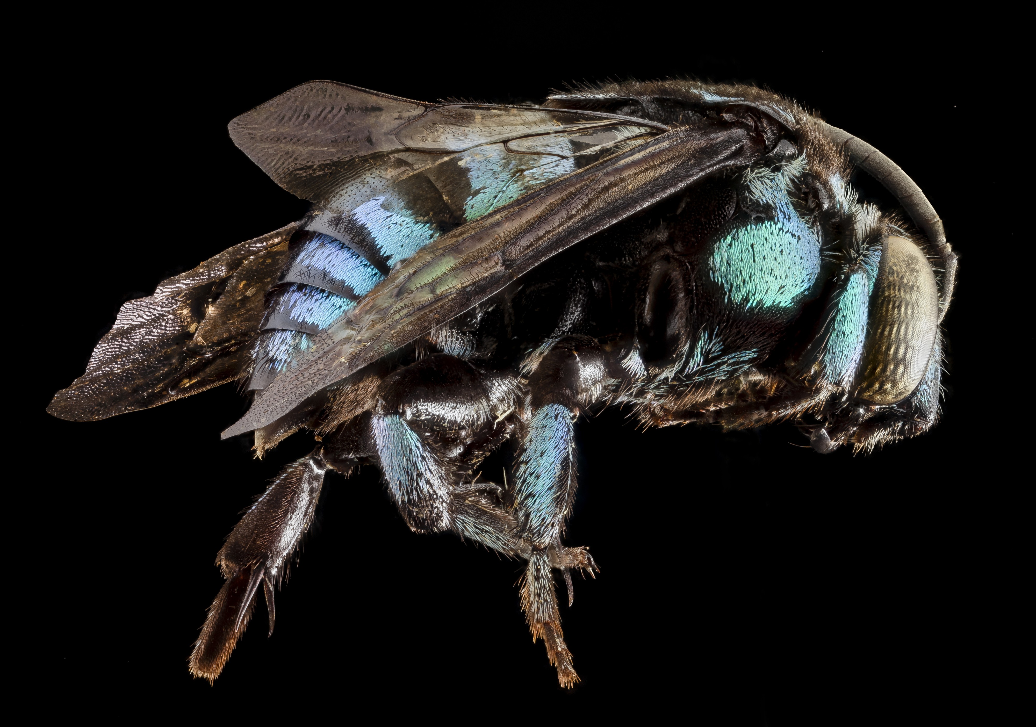 Thyreus wallacei, m, side, philippines, mt banahaw 2014-07-15-19.13.03 ZS PMax