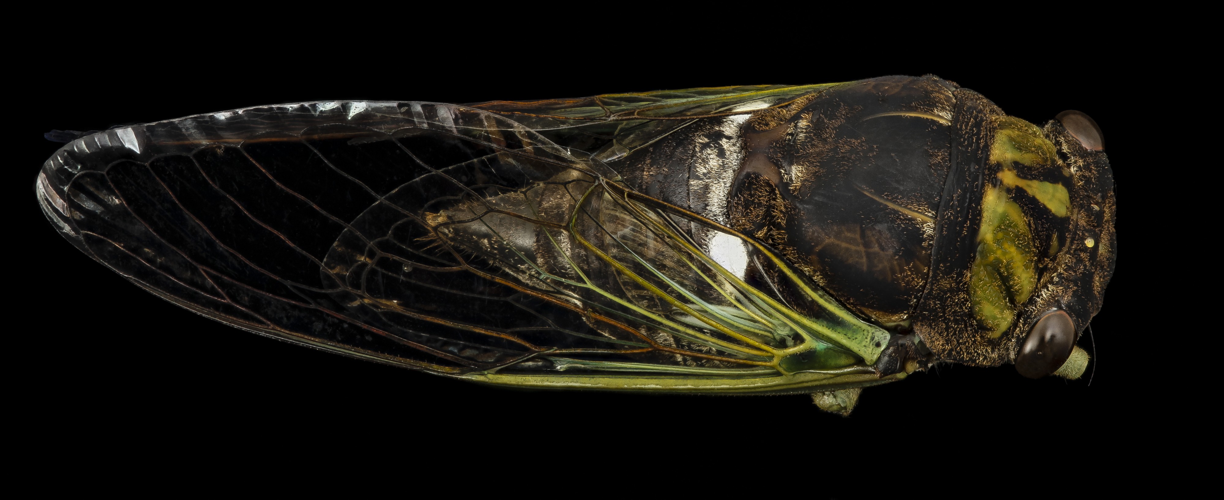 Tibicen tibicen, Cicada, back, md, upper marlboro, pg county 2014-09-02-11.54.18 ZS PMax (15139644691)