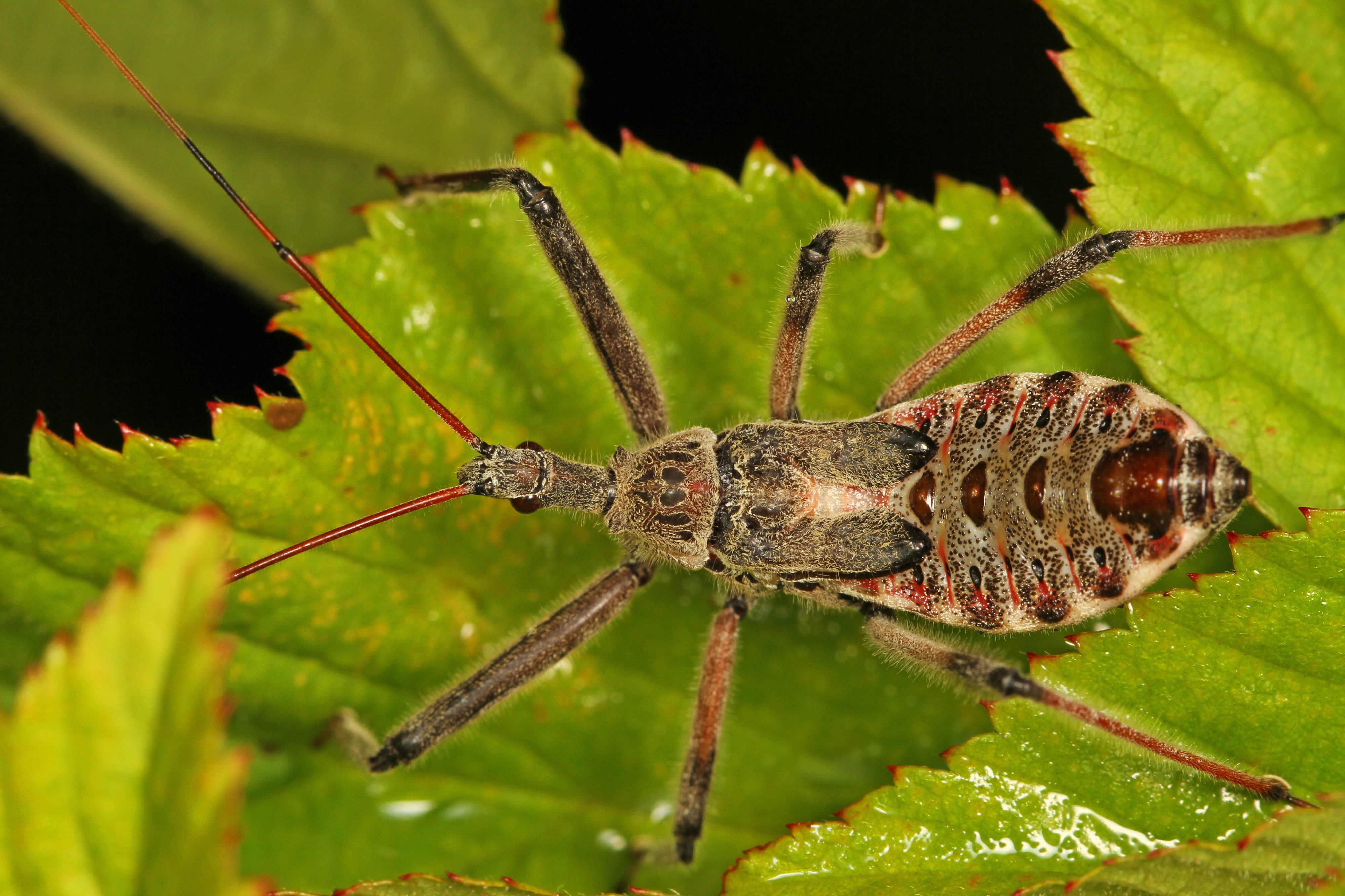 Wheel Bug nymph - Arilus cristatus, Jones Preserve, Washington, Virginia