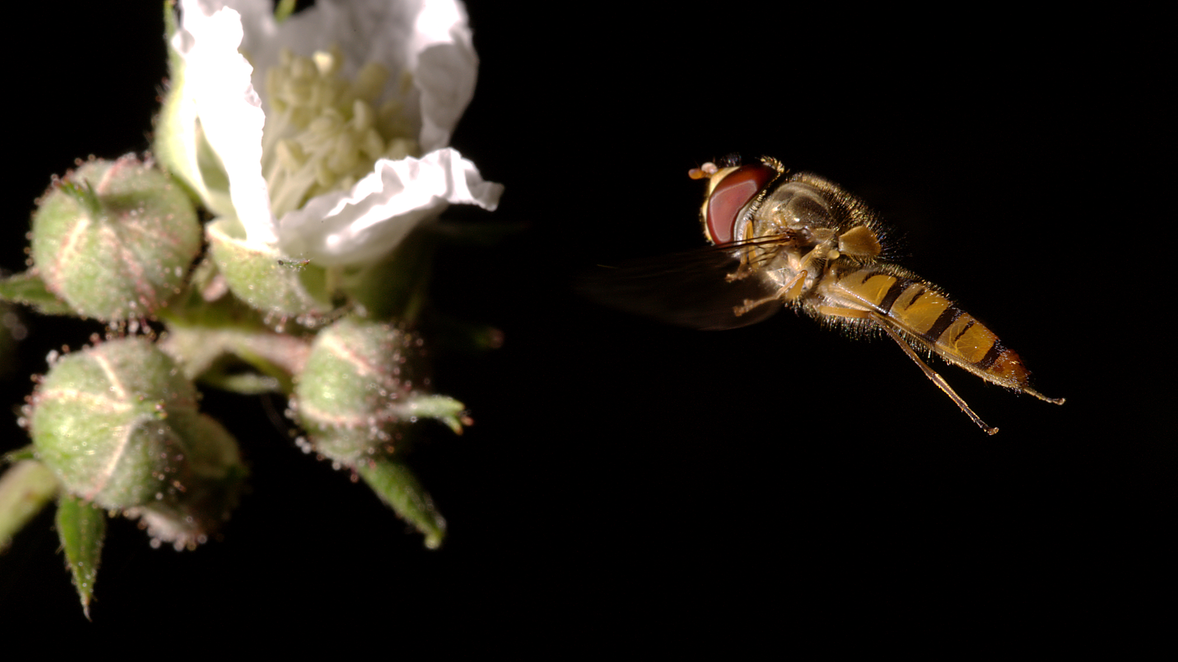 Zepper - Episyrphus balteatus male on the fly