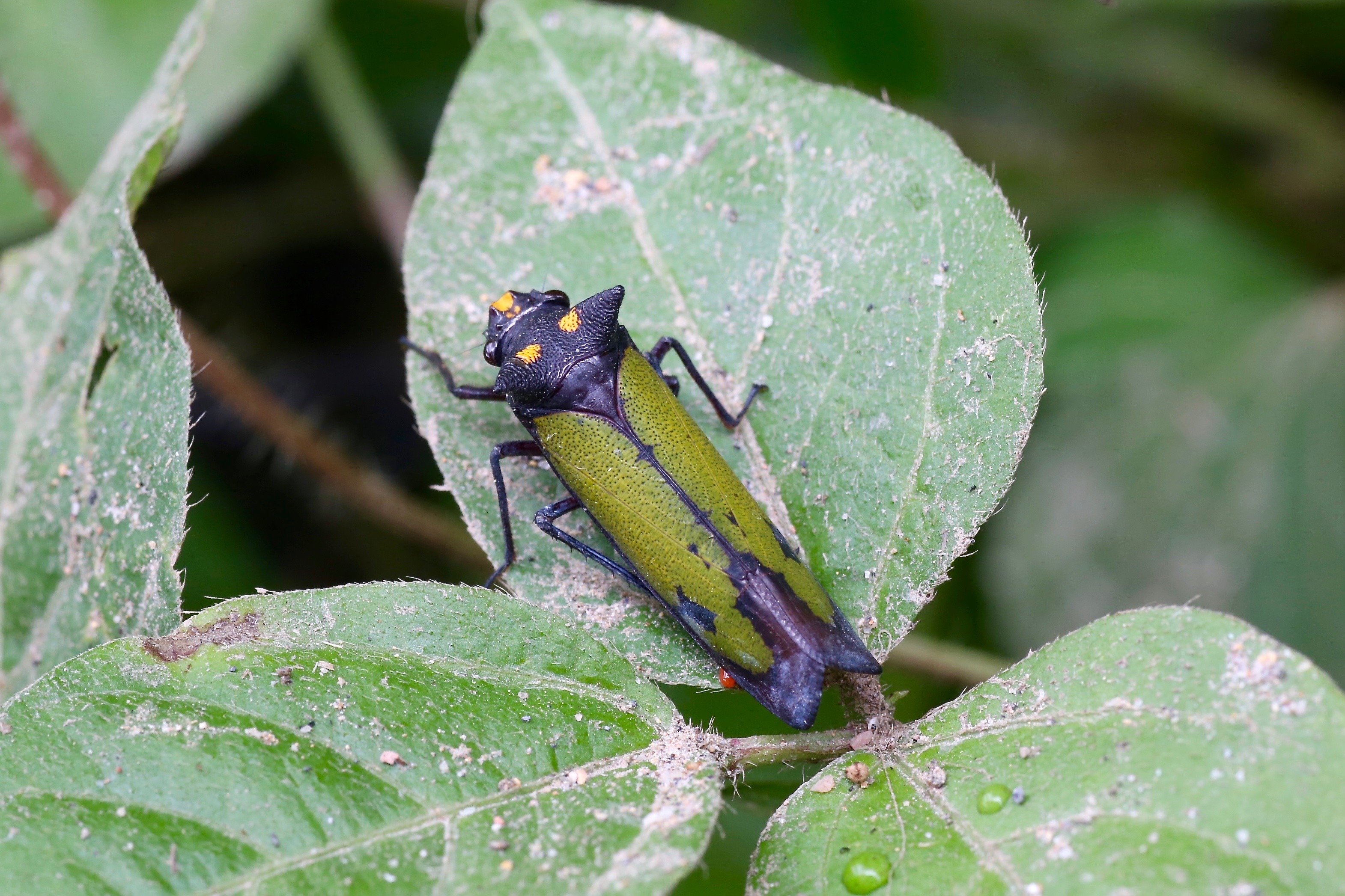 Zyzzogeton viridipennis (Cicadellidae- Cicadellinae- Proconiini) (29884474925)