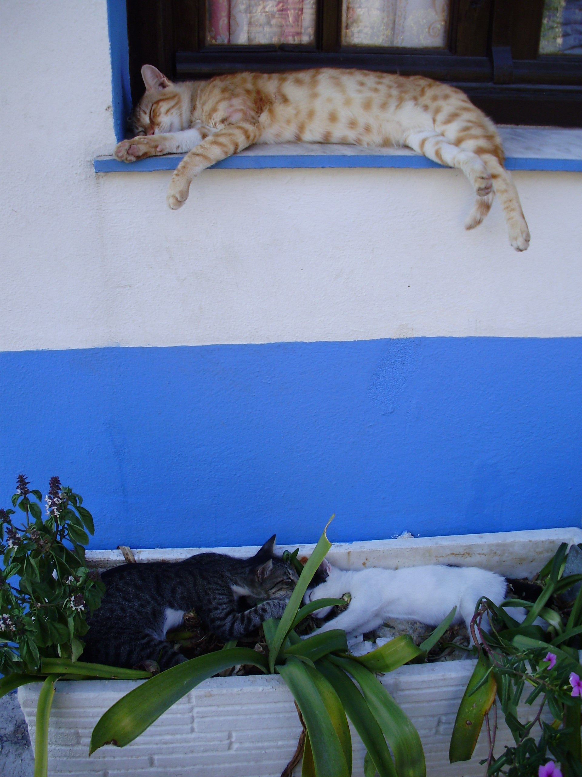 Cats of Kokkari Samos Greece