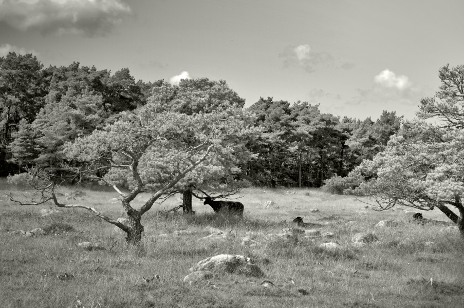 Under the trees. Gotland, Sweden (6199513031)