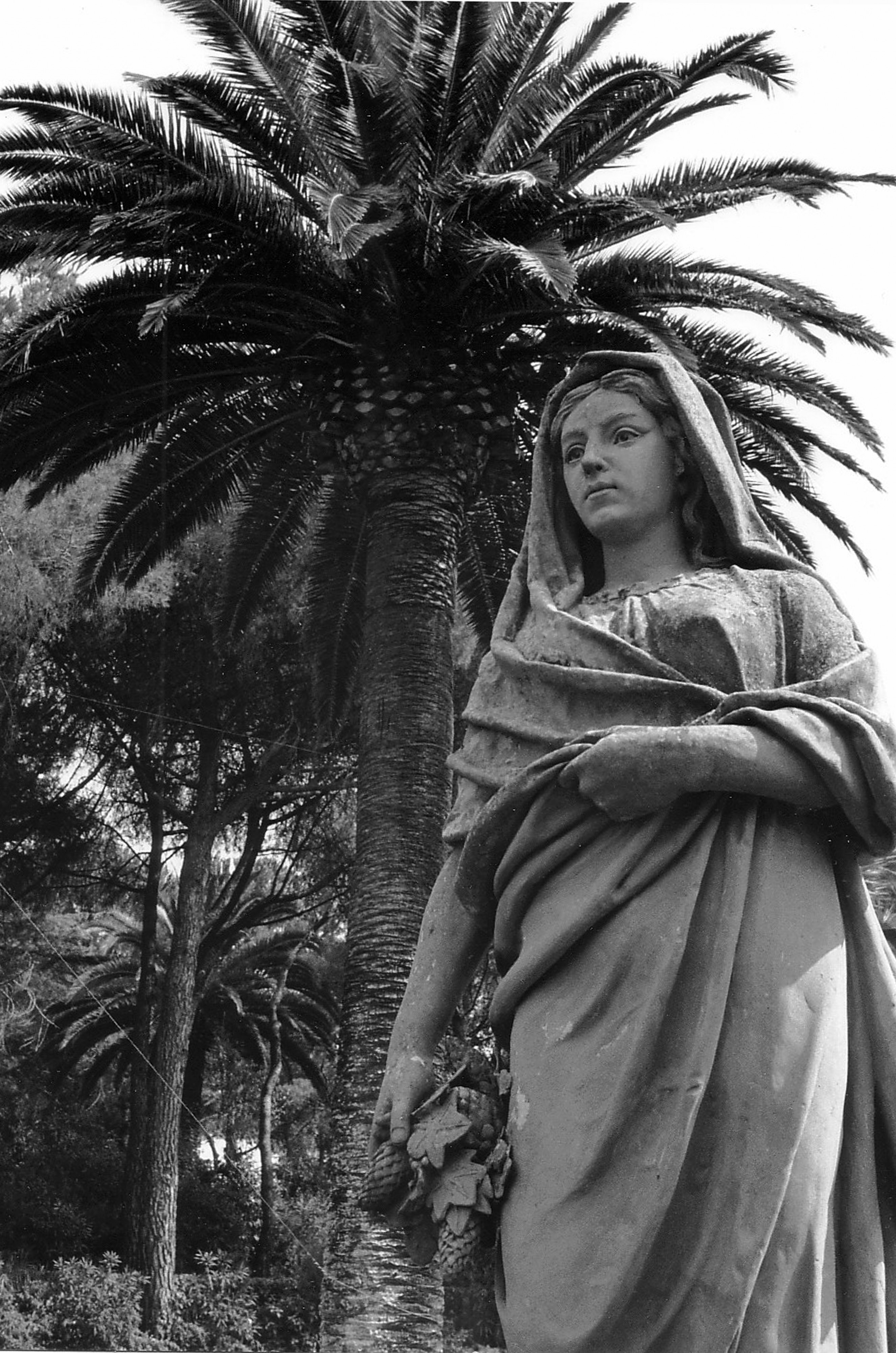 Palm and Statue, Caltagirone, Sicily