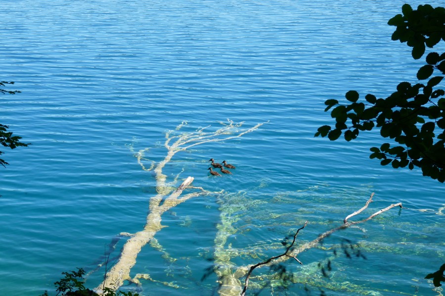 Dead tree in lake Gradinsko