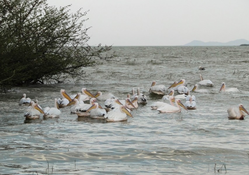 Pelicans on Lake Zway