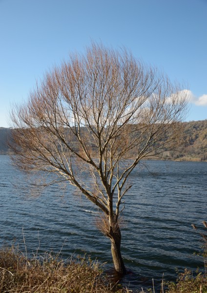 Tree in the lake of Nemi2015