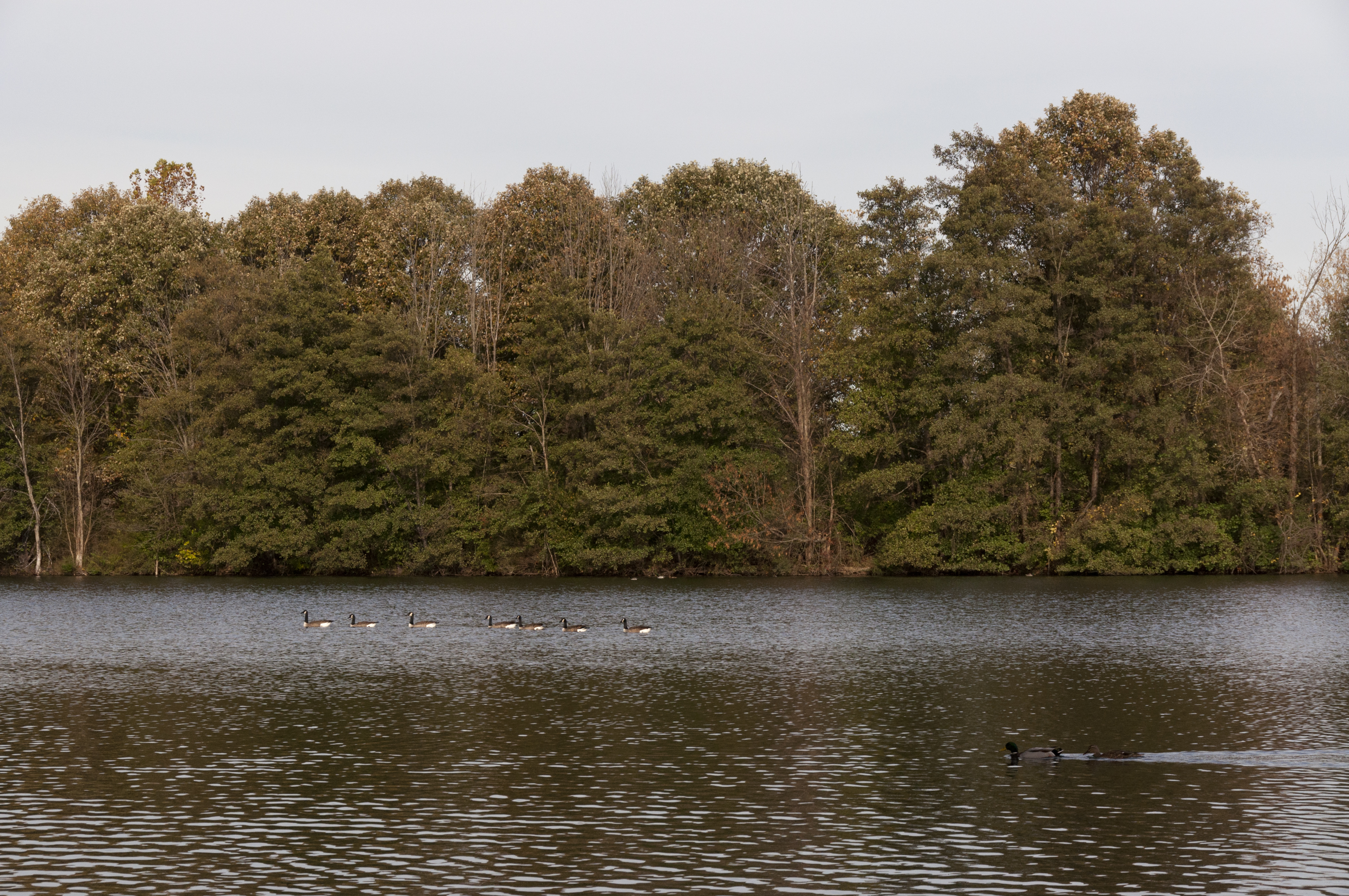 Sharon Woods-Schrock Lake in Fall 2