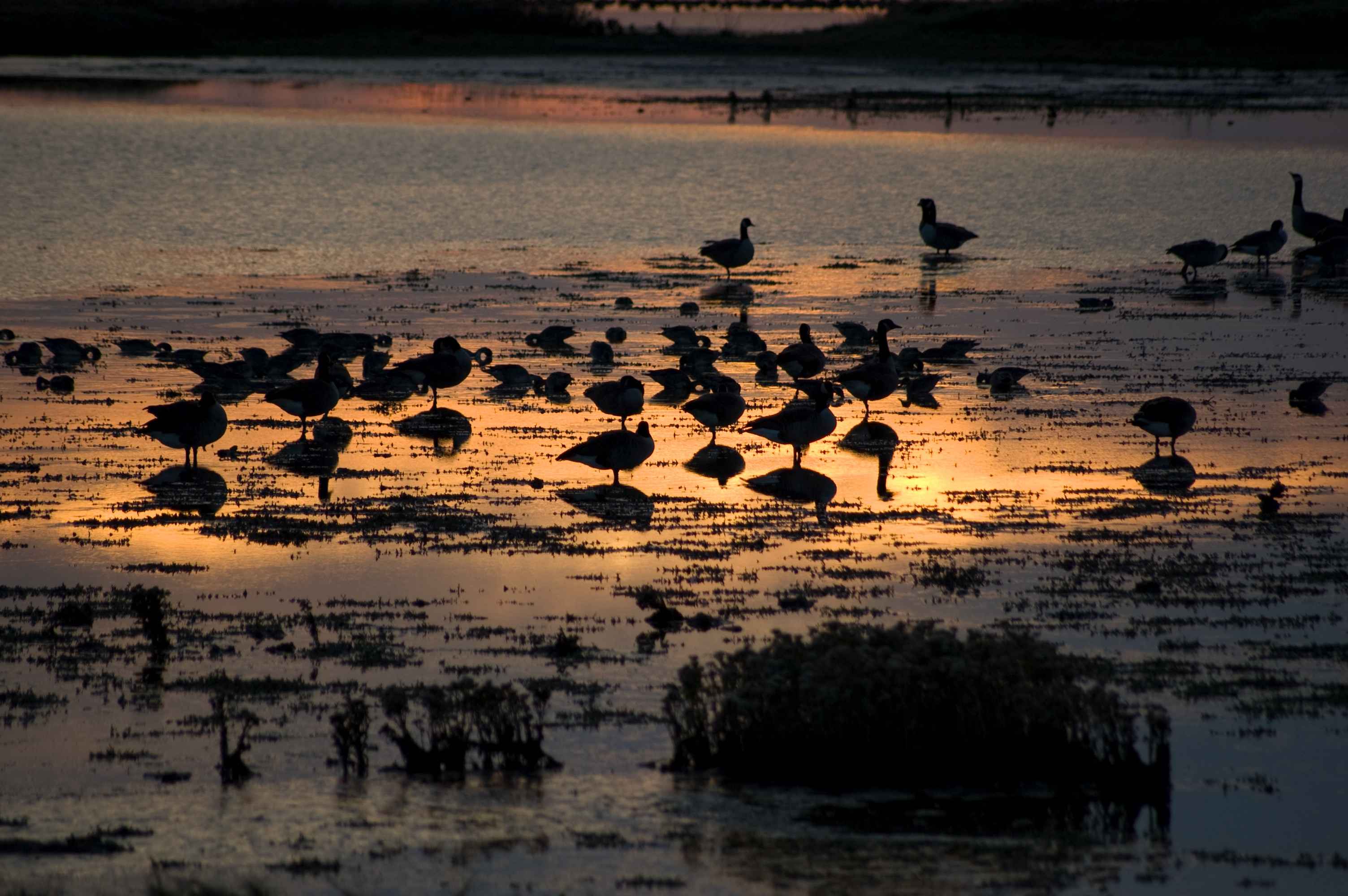 A view of various birds at sunset
