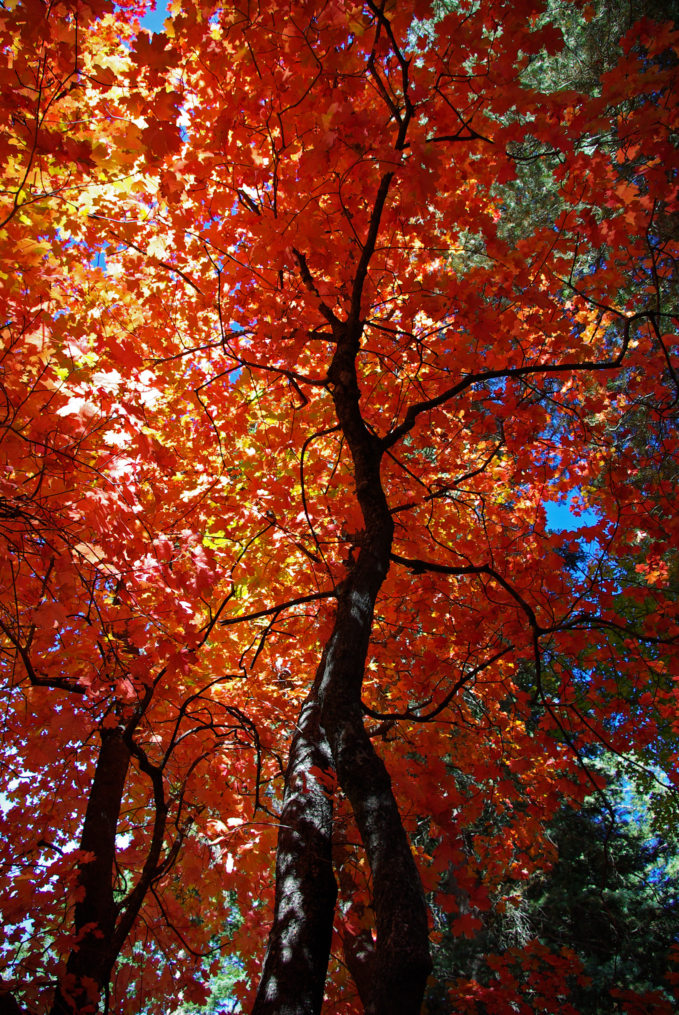 Fall colors on the top of Mogollon Rim (4015305934)