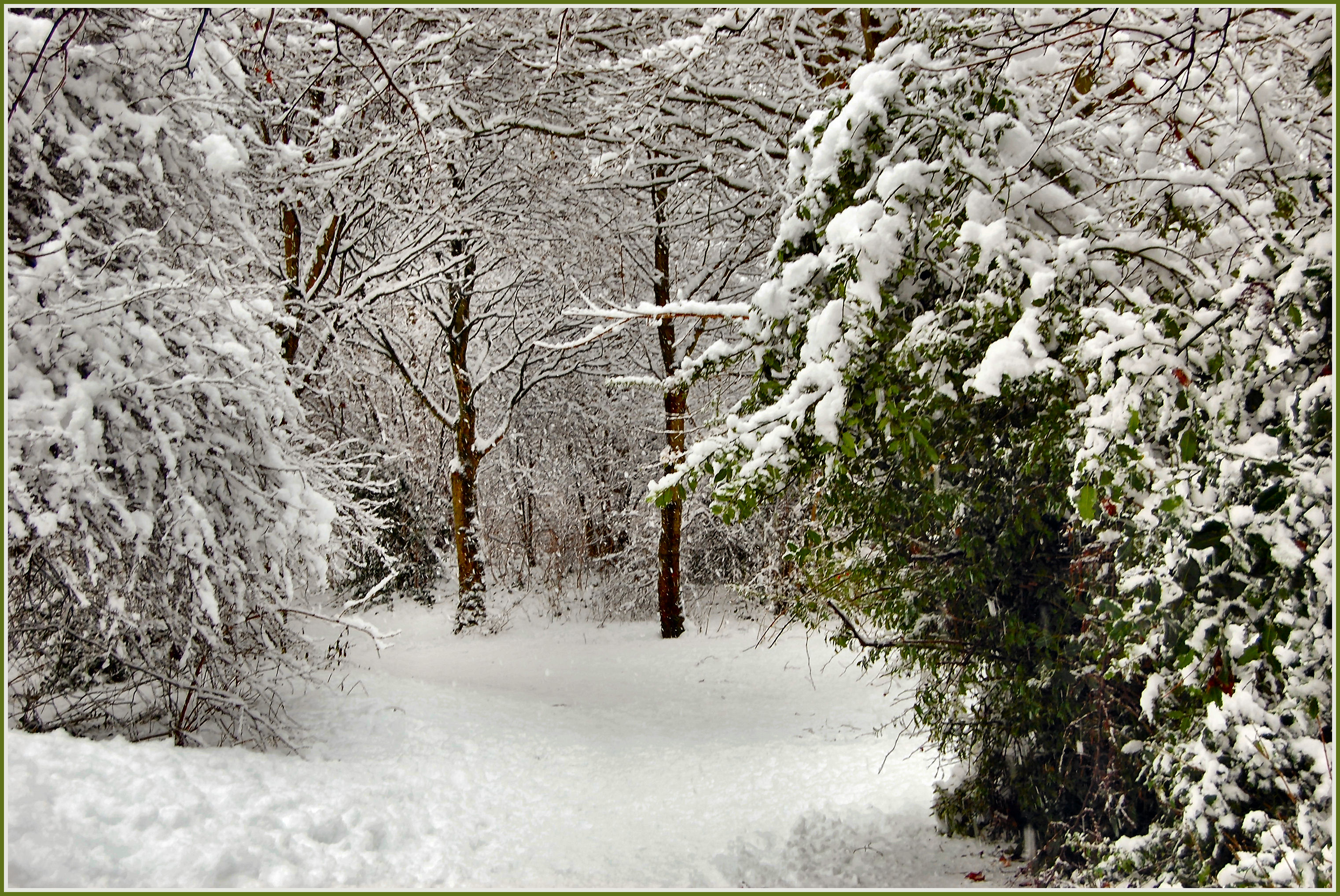 Flickr - ronsaunders47 - SNOWBOUND 12. Birchwood. Cheshire UK.