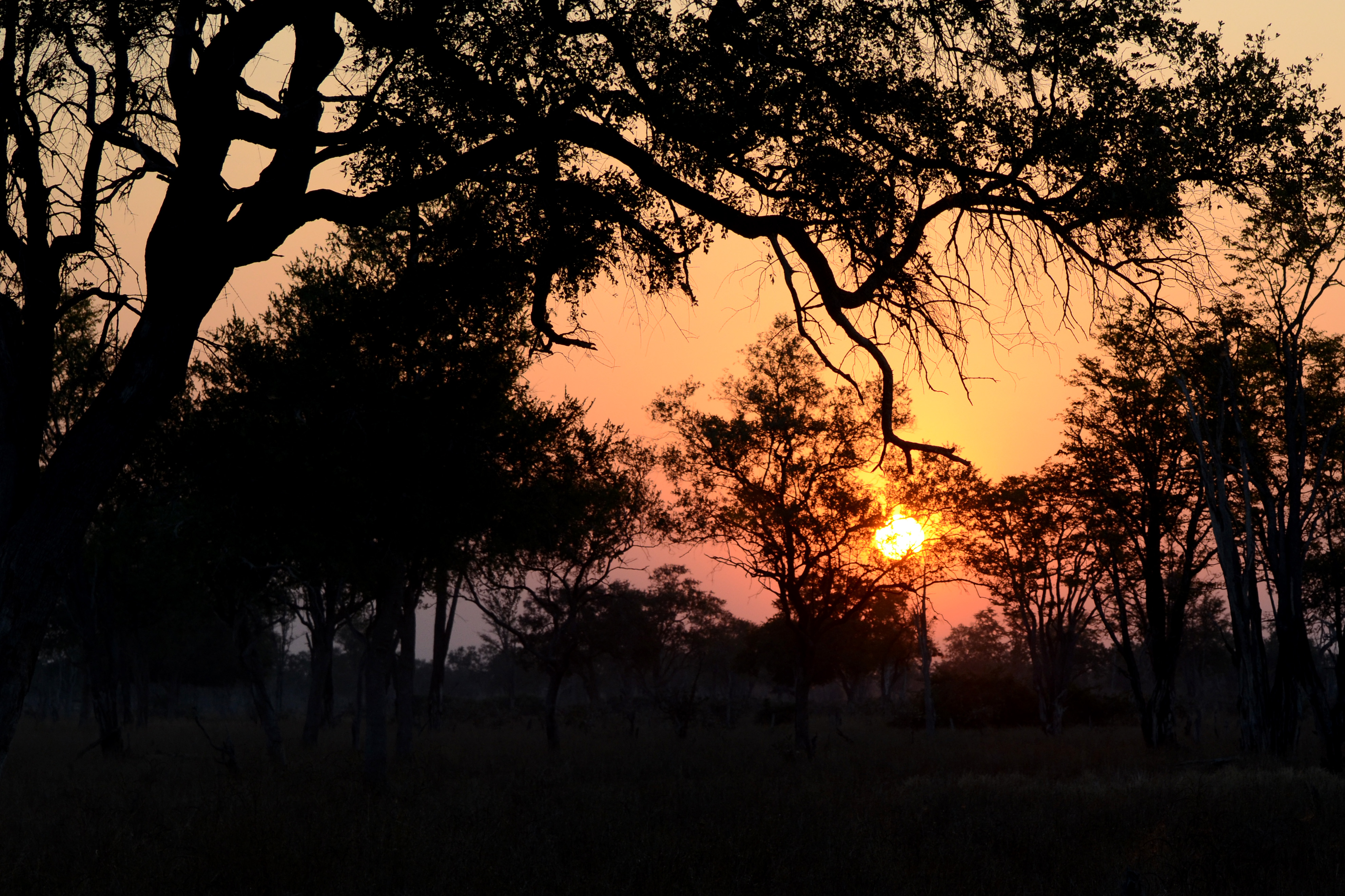 Flickr - ggallice - Bush sunset