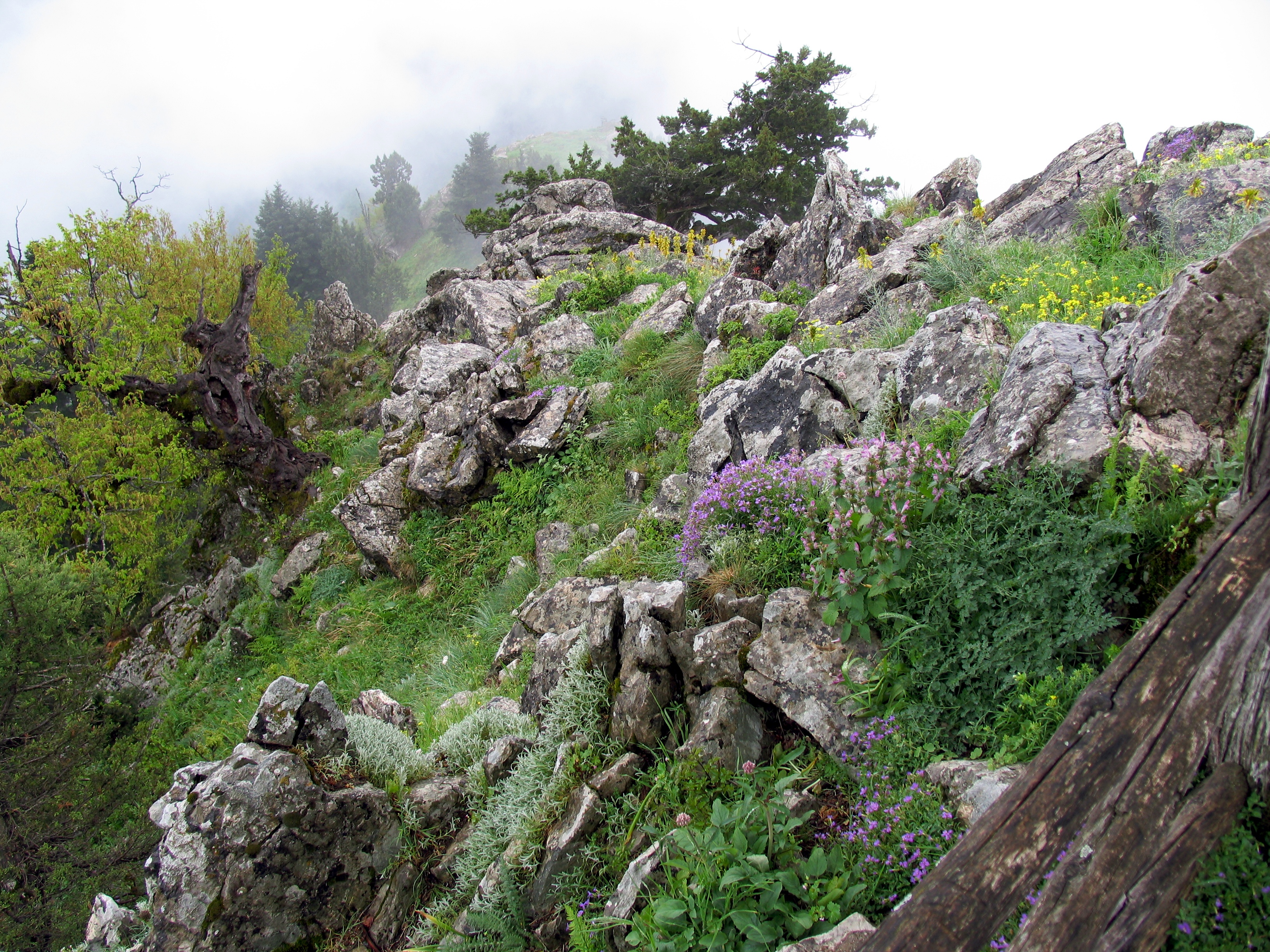 Karditsa subalipine vegetation