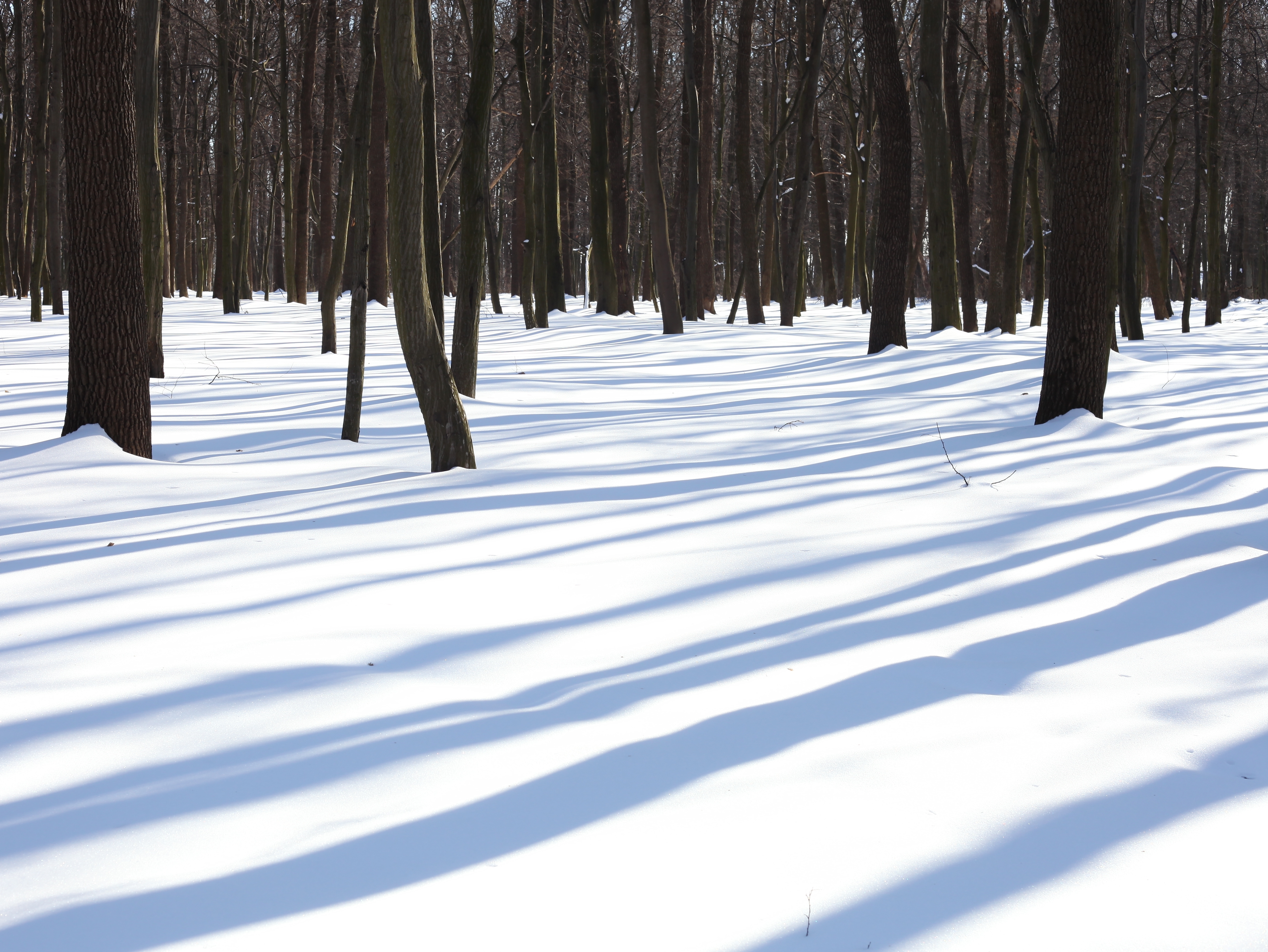 long tree shadows on the snow