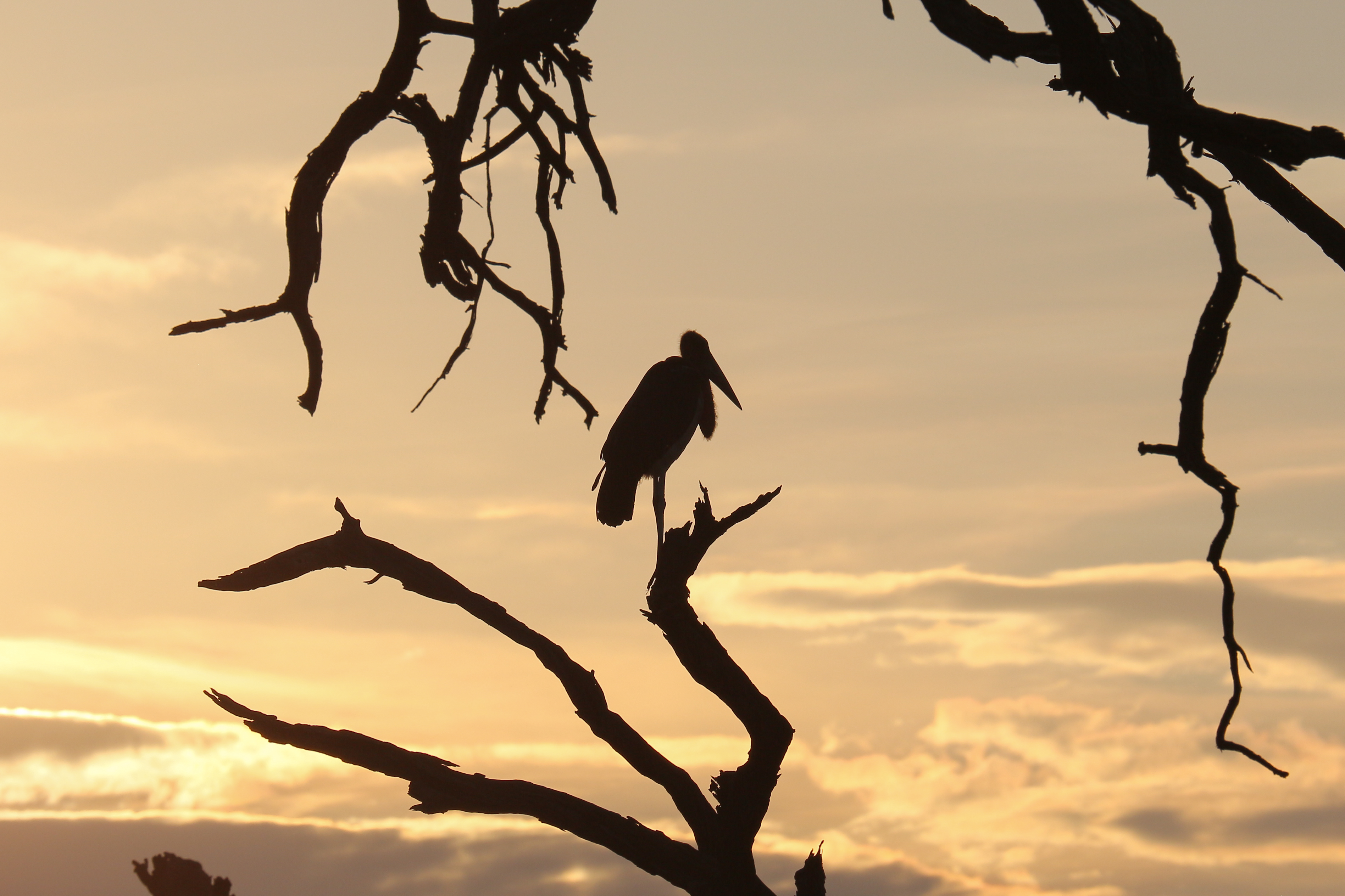 Marabou stork in Chobe National Park 04