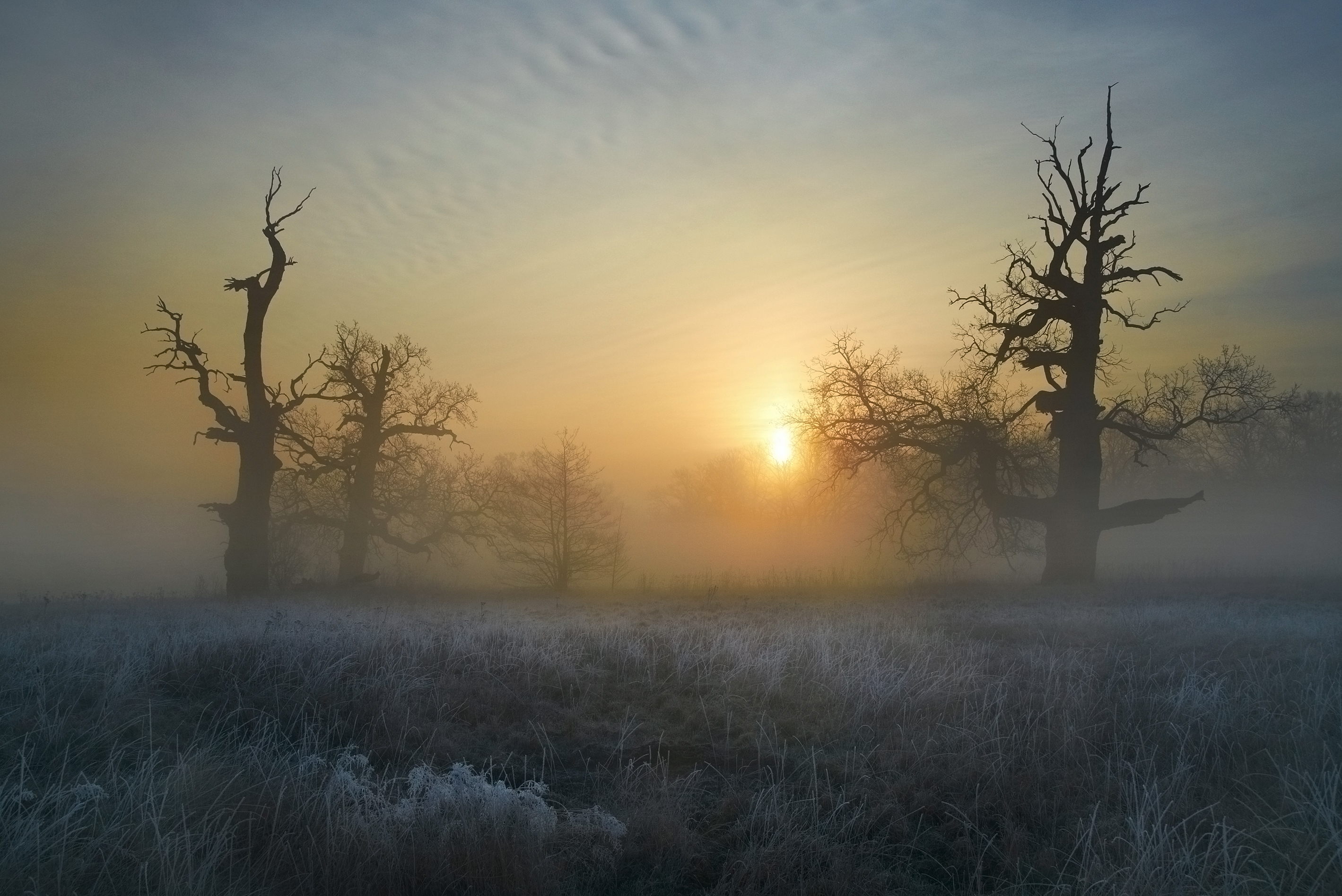 frosty morning - mroźny poranek