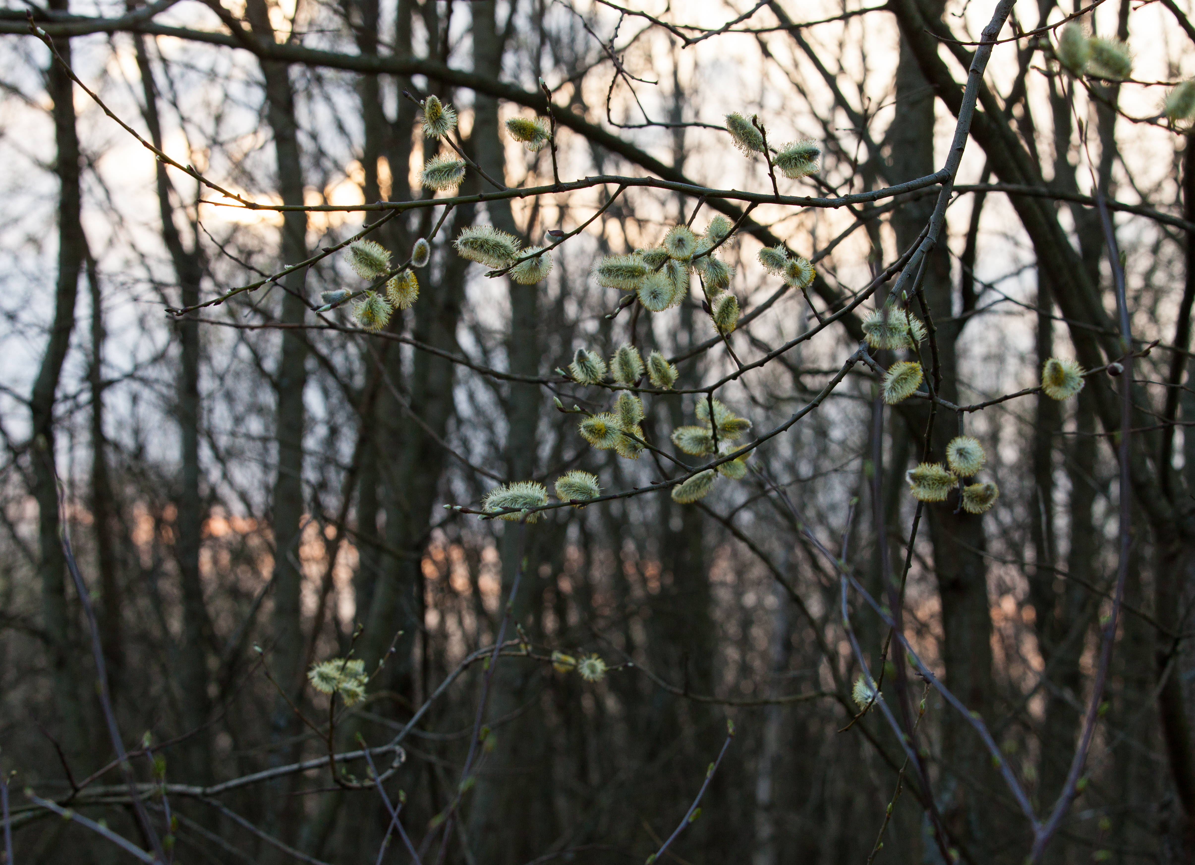 nature in Lviv region of Ukraine before the sunset in March 2014