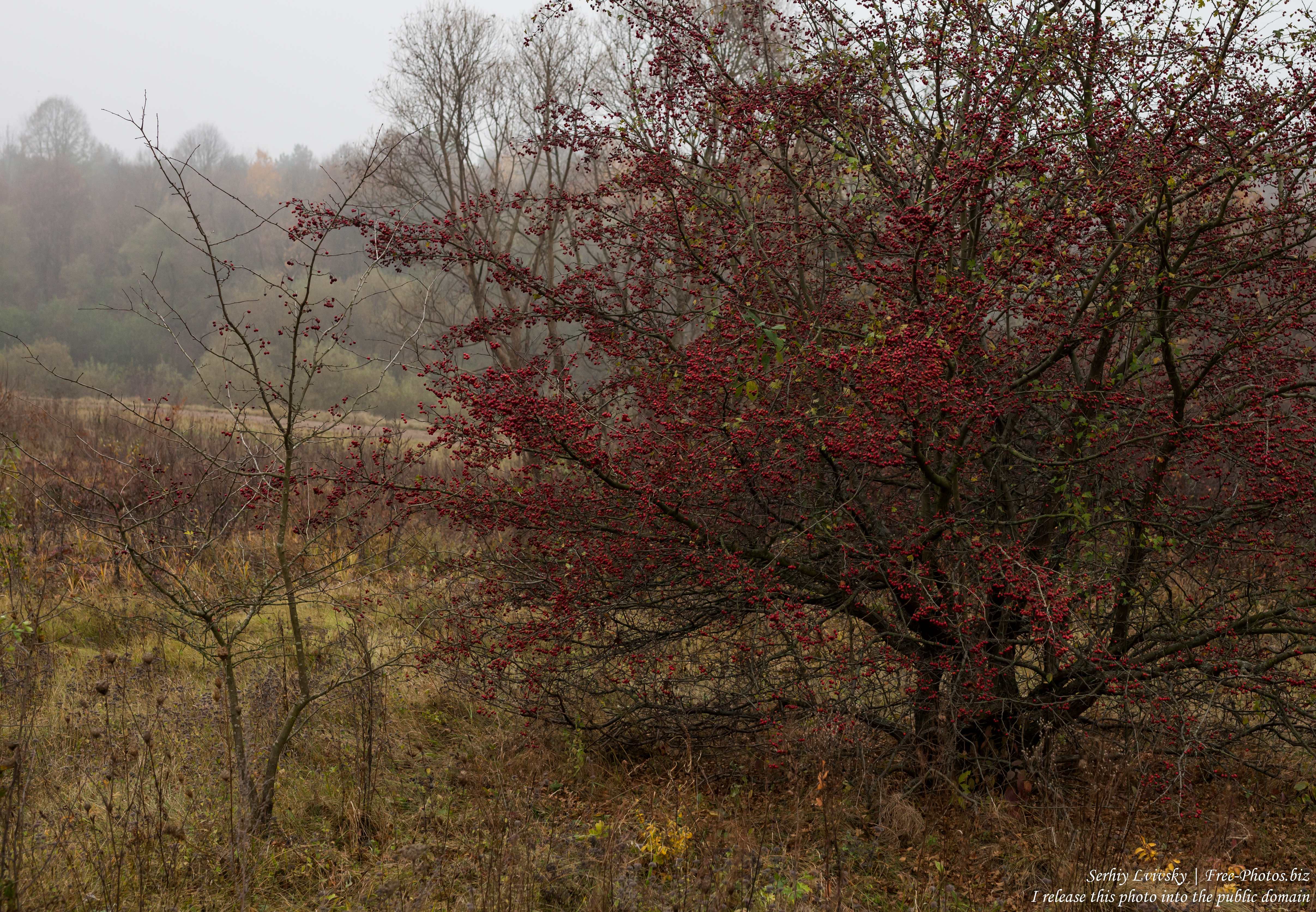 nature in Lviv region of Ukraine photographed in October 2018 by Serhiy Lvivsky, picture 22