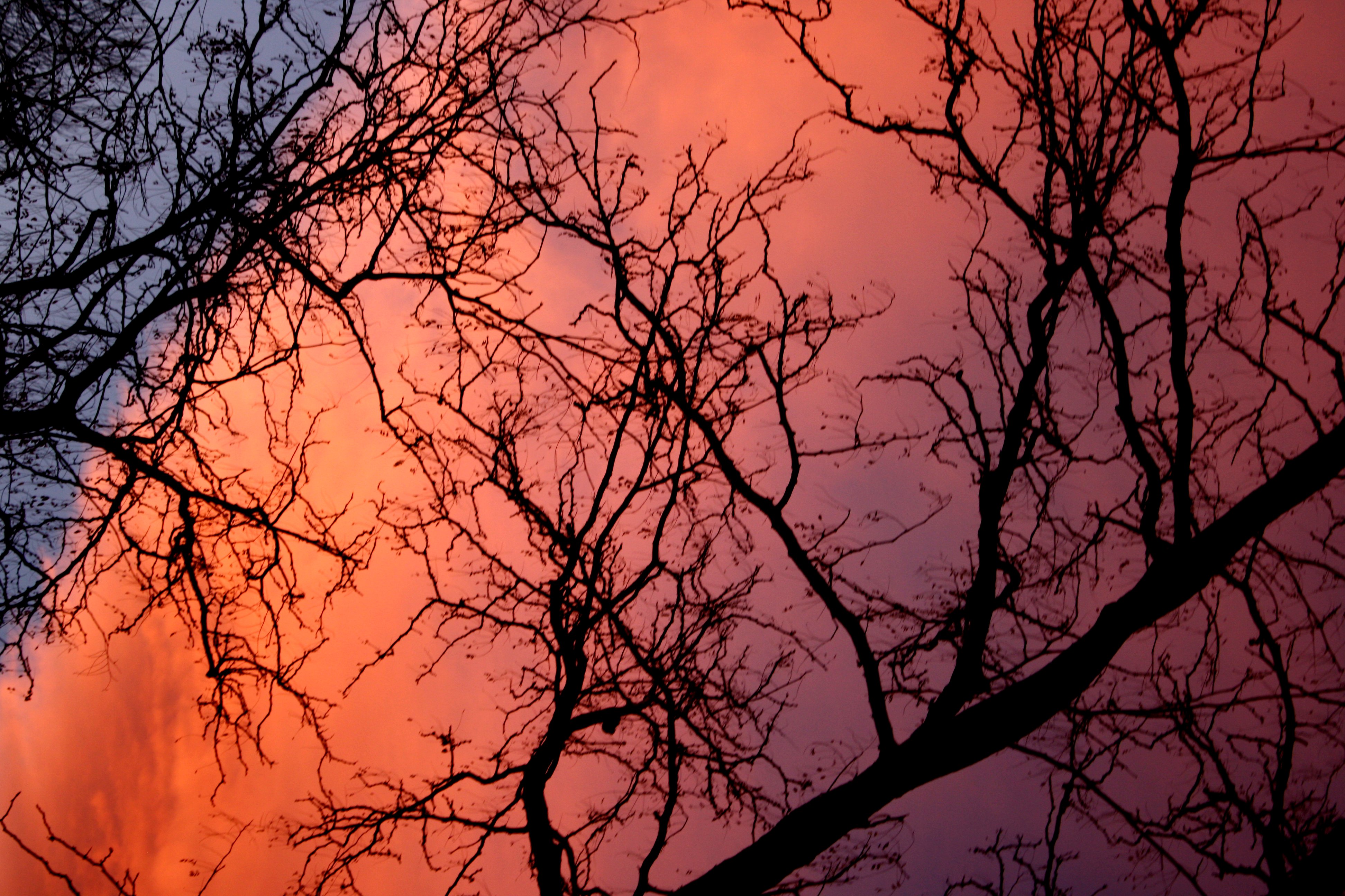 Orange sunset clouds behind winter tree branches