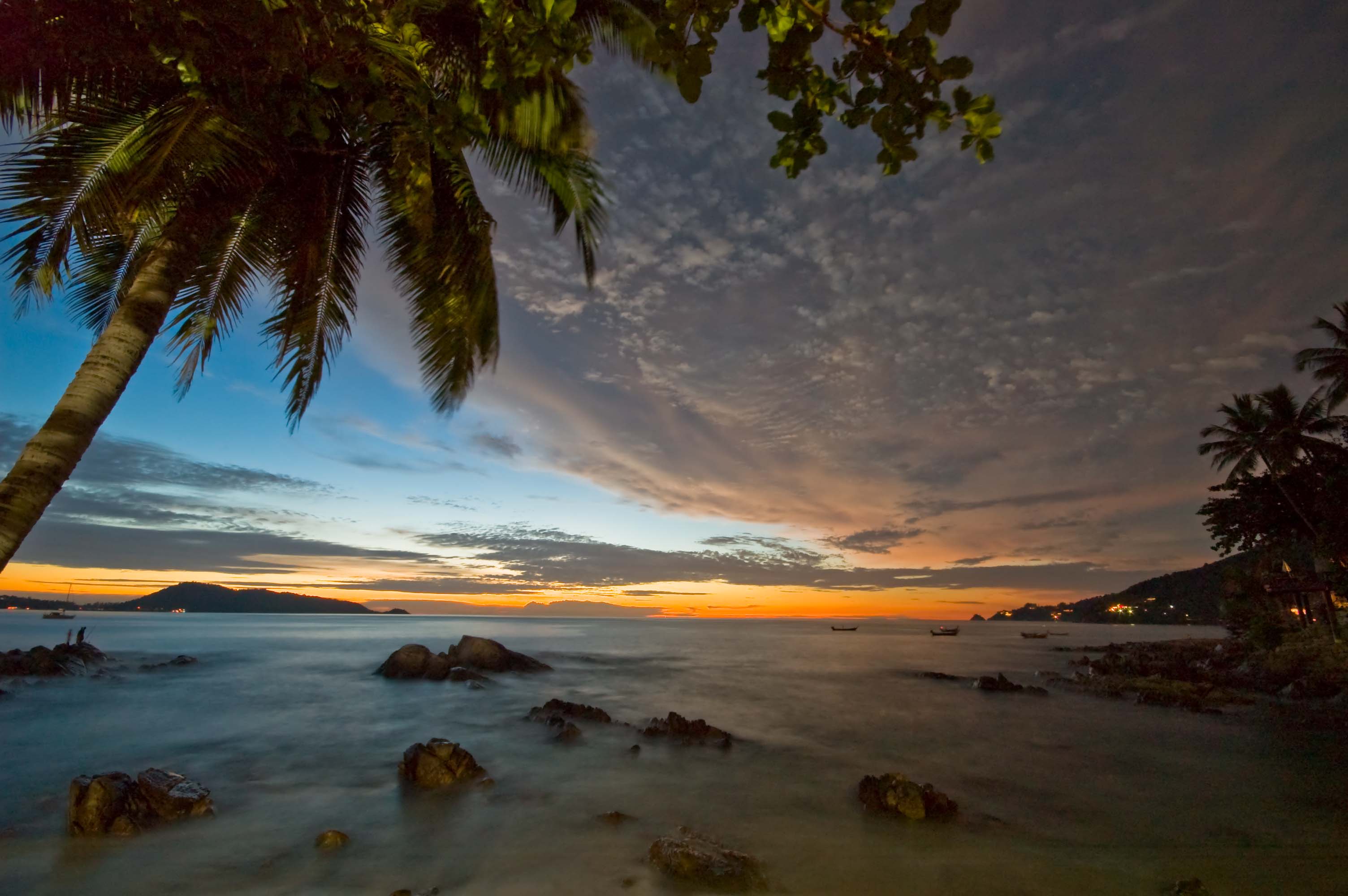 Palm tree at dawn, Patong beach