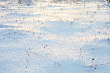 God's creation: snow on the meadow in the evening in Lviv region, December 2012, photo 13
