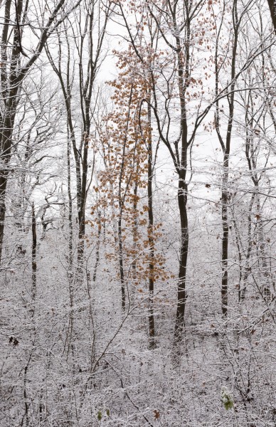 a snowy day in Lviv region of Ukraine in November 2020 photographed by Serhiy Lvivsky, picture 2