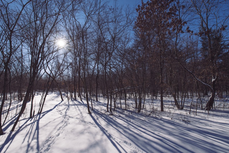 Animal tracks in the snow - Winter at Wild River State Park, Minnesota (24966185907)