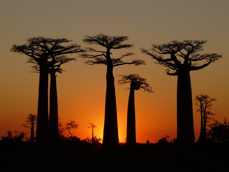 Baobabs Avenue Sunset 3