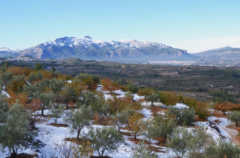 Camp d'oliveres i cireres nevat amb la serra de Mariola al fons, Benialfaquí