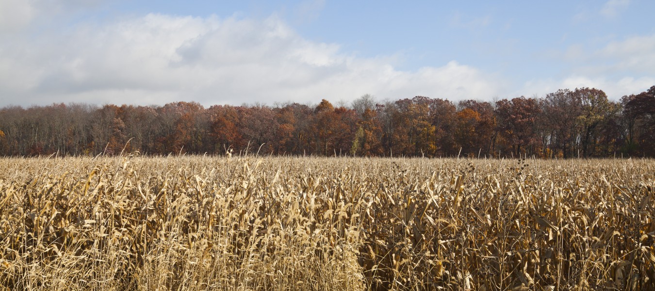 Campo de maiz, Walker, Indiana, Estados Unidos, 2012-10-20, DD 01