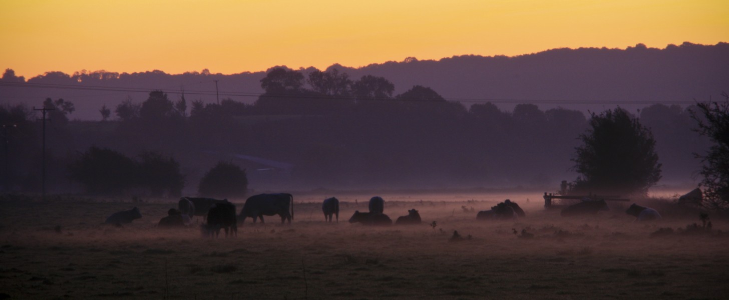 Cows grazing autumn morning, Somerset levels (2931443134)