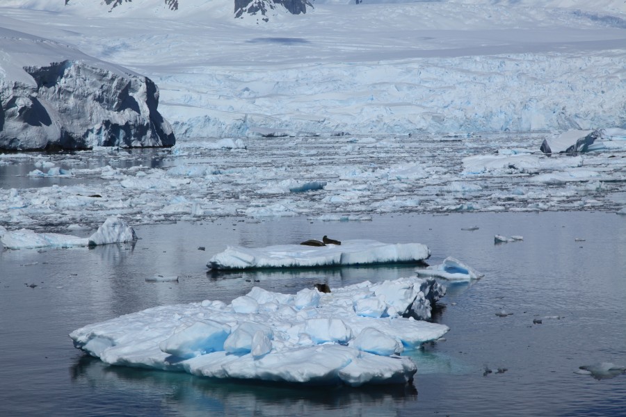 Crabeater Seals on Icebergs in the Lemaire Channel, Antarctica (6062232351)