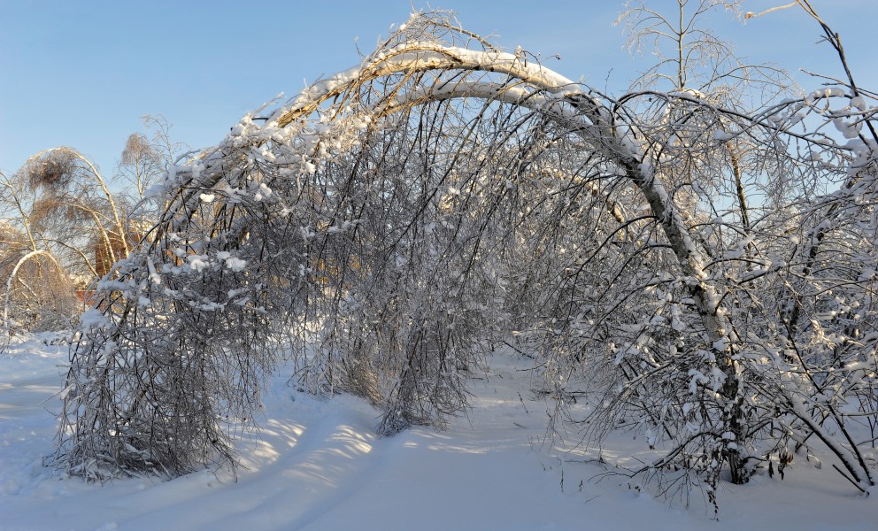 Ice-covered birch, after a sleet - Обледенелая береза