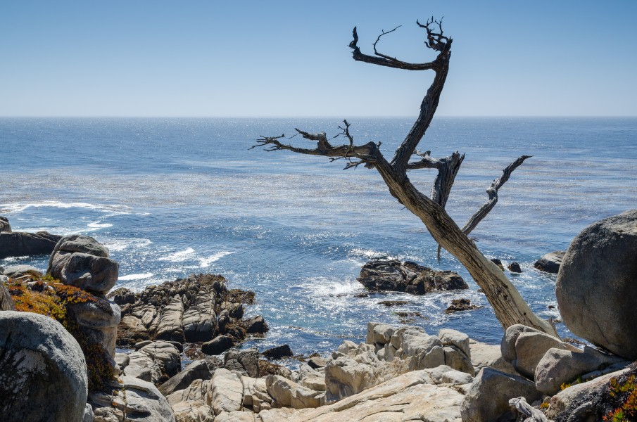 Dead Cypress at 17-Mile Drive 2013