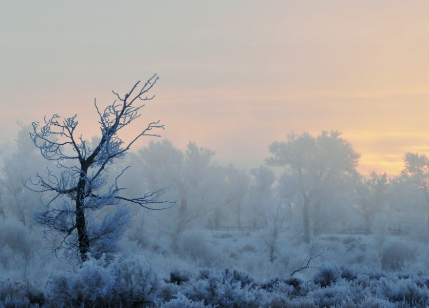 Frosty Morning on Seedskadee NWR (23878158365)