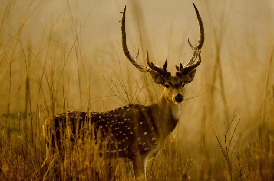 Golden Hour Spotted Deer