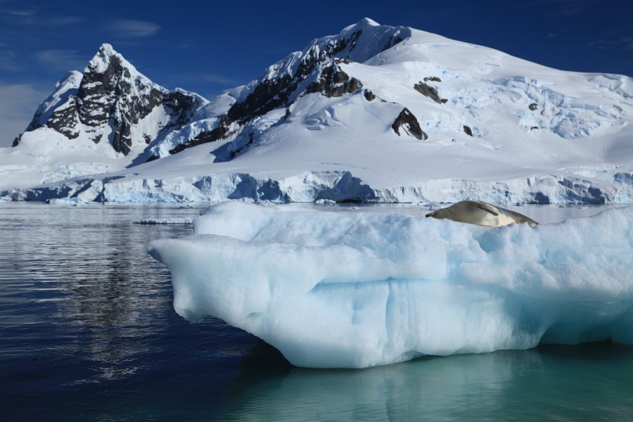 Iceberg with Crabeater Seal in Paradise Harbour, Antarctica (6087880422)