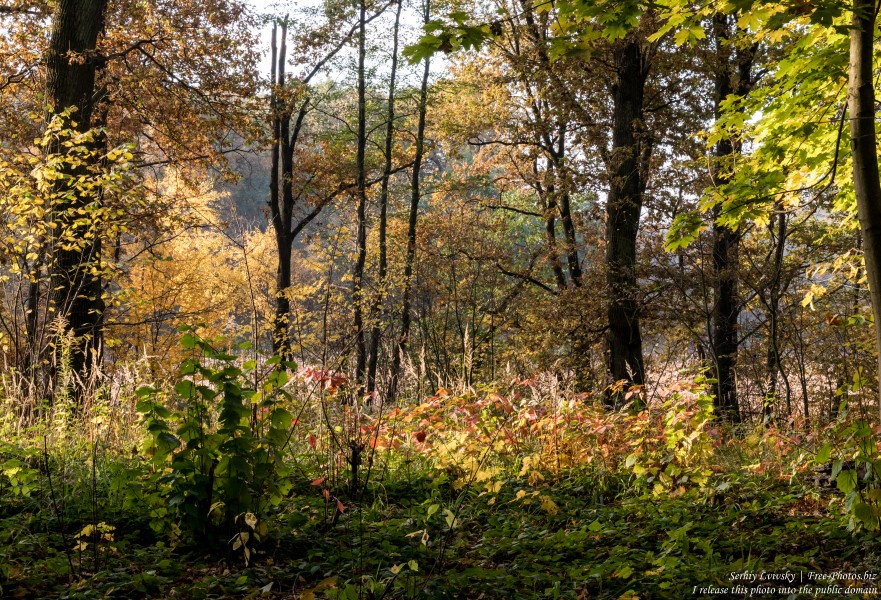 nature in Lviv region of Ukraine photographed in October 2019 by Serhiy Lvivsky, picture 1