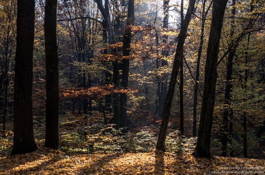nature in Lviv region of Ukraine photographed in October 2019 by Serhiy Lvivsky, picture 3
