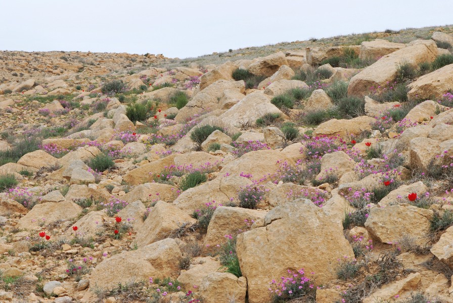 Negev Mountains in spring 2