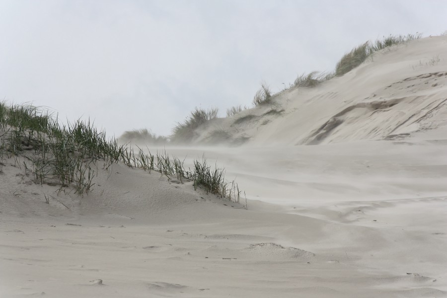 Nsg amrumer dünen sand und wind 2