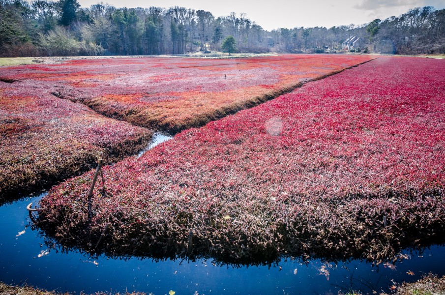 Off-season cranberry field on Cape Cod (13898400207)