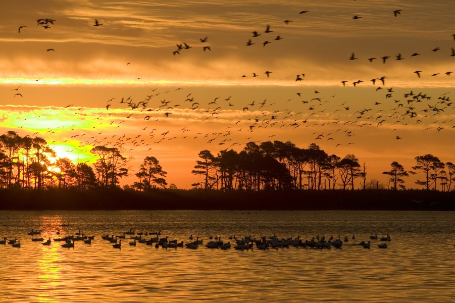 Photo of the Week - Sunrise at Chincoteague National Wildlife Refuge (VA) (4349723396)